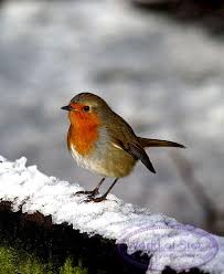 Pin Auf Robin Red Breast