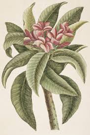 Image result for Plumeria rubra