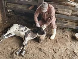 Lacen confirma caso de raiva bovina em Guanambi