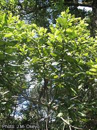 Image result for Afrocarpus usambarensis