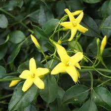 Image result for Jasminum schimperi