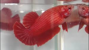 Female betta fish can live together in an aquarium provided the aquarium is large enough so the females are not crowded together. Elitebetta The Real Deal Halfmoon Female Betta Fish Youtube