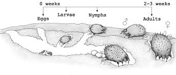 Image result for Sarcoptes scabiei life cycle