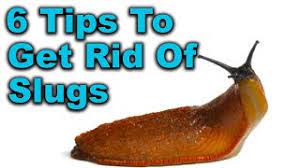 Slugs In Garden 6 Proven Slug Control Methods That Work Youtube