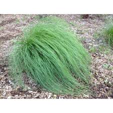 Image result for Sporobolus molleri