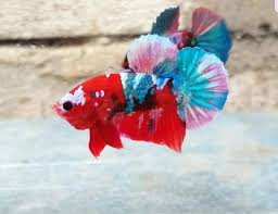 Koi Galaxy Hmpk Bettas Siam Betta Fish Uk Facebook