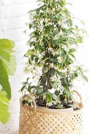 5 plantas colgantes de exterior para decorar tu terraza o balcón. Plantas De Exterior Para Que Tu Balcon O Terraza Parezcan Un Jardin