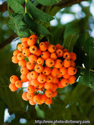 Mountain Ash Berry Mountain Ash Berries Photo Picture Definition Mountain Ash Berries Berries Beautiful Fruits Fruit
