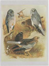 Birds Of Prey Digital Release Date Uk Birds Of Prey Harriers Marsh Hen Bird Print Page From Book Thorburn S Birds Bird Prints Animals Artwork Bird Illustration