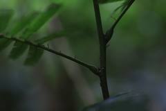 Image result for Newtonia buchananii