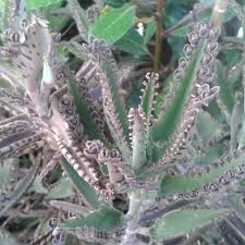 Aranto Planta Prodigiosa Pagina Inicial Facebook