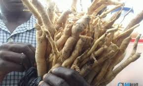 Image result for Eriosema angolense