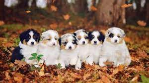 A cross between the purebred australian shepherd and the purebred husky, this gorgeous breed not only comes with stunning looks, but he also harbors. Australian Shepherd Mix Puppies For Sale Greenfield Puppies