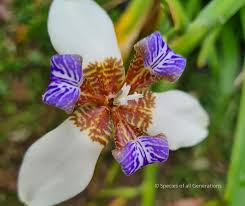 Image result for Neomarica northiana