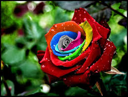 Beberapa spesies bunga mawar dapat menghasilkan buah yang dikenal dengan nama rose hips. Bunga Mawar Pesona Si Bunga Beda Warna Beda Makna