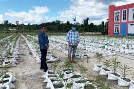 Cara menanam jahe merah umumnya di lakukan pada lahan kebun atau tegalan. Barito Utara Kembangkan Jahe Merah Dengan Sistem Bigbag Antara News