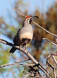 Birds That Cannot Fly In India Gambel S Quail Zoo Photos Backyard Birds Pet Birds