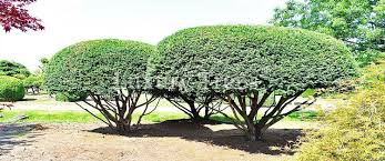 Ein baum nimmt co2 auf und bindet dieses. Gartenbaume Online Kaufen Luxurytrees Shop