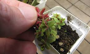 Plant the leaf or stem cutting in a small container with clean, new, moist potting mix. How To Propagate Peperomia Producing Perfect Plants Epic Gardening