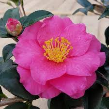 Jun 06, 2003 · camellia hiemalis / dwarf sasanqua. Flowerwood 2 5 Gal Shishi Gashira Camellia Sasanqua Evergreen Shrub With Pink Blooms Live Plant 79803fl The Home Depot Camellia Sasanqua Evergreen Shrub Flowering Bush
