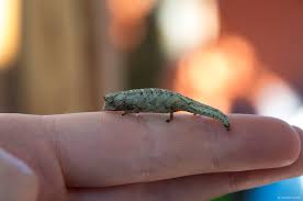 Image result for Ceropegia togoensis