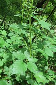 Image result for Rubus kirungensis