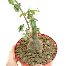 Image result for Adenia glauca