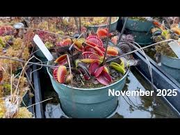 Image result for Launaea rogersii