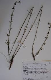 Image result for Aspidoglossum hirundo