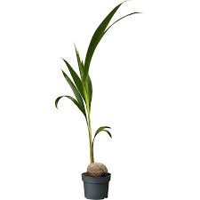 Kokospalm Hojd 110 Cm Gron I 2020 Orkideer Gronn Kokosnott