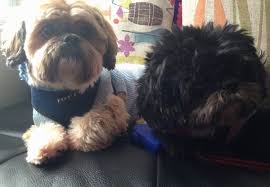 Despite their stature, it is a strong and robust dog. Shih Tzu Dog Breed Information And Pictures
