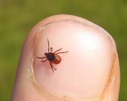 Can Stem Cells Treat Lyme Disease Pain News Network