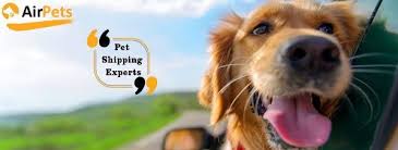 Check spelling or type a new query. Pin On International Pet Transport Company In India