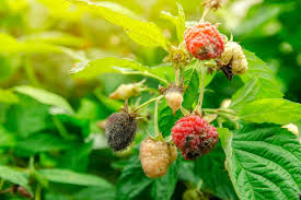 Image result for Raspberry spur blight