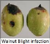 Image result for Walnut blight