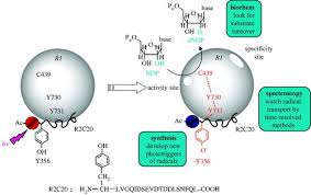 You do not have flash plugin installed. Proton Coupled Electron Transfer The Mechanistic Underpinning For Radical Transport And Catalysis In Biology Philosophical Transactions Of The Royal Society B Biological Sciences