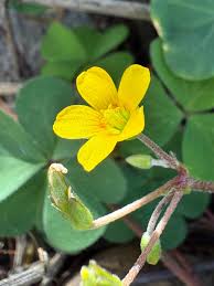 Image result for Oxalis corniculata