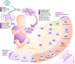 Conquista los 7 reinos de poniente con este risk juego de tronos (edición deluxe). Genetic Engineering Of Hematopoiesis Current Stage Of Clinical Translation And Future Perspectives Embo Molecular Medicine