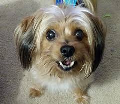 These adorable pups are available for adoption in orlando, florida. Orlando Fl Yorkie Yorkshire Terrier Meet Morgan A Pet For Adoption