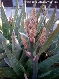 Image result for Aloe aculeata × ortholopha