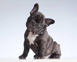 Offers a discount when you add on more furry friends. Puppy Transport Shipping Services Luxury Pet Express