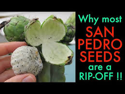 This sale is for 2 (two) peruvianus torch trichocereus cacti like shown in the picture. San Pedro Cactus Uk Jobs Ecityworks