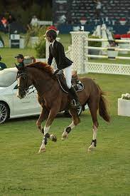 Vous trouverez dans cette catégorie une grande sélection de tapis afin d'équiper votre cheval. Penelope Leprevost Topinambour Global Champions Tour 13 Olympic Horses Horse Equestrian Beautiful Horses