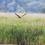 Profile Picture of Carlton Marshes in Suffolk - The Wildlife Trustson Google