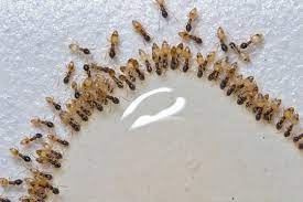 An ant colony is very difficult to get rid of without baits, which is where the five products reviewed below come in. Ghost Ants In HawaiÊ»i