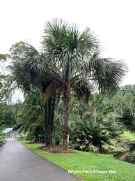 Image result for Chironia flexuosa