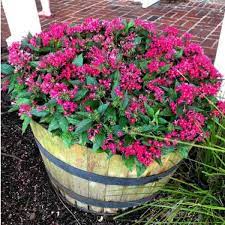 Red penta heirloom perennial live tropical plant tall variety attracts butterflies hummingbirds starter size 4 inch pot emerald tm emerald goddess gardens. Pentas Plant Care How To Grow Pentas Flowers