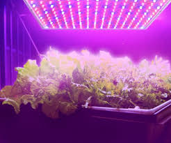 Hqrp 14w 225 Led Blue Red Spectrum Hydroponic Plant Grow Light Panel Lamp Uv Meter Amazon Sg Lawn Garden