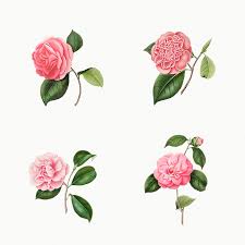 Download Premium Illustration Of Vintage Set Of Camellia Flowers In 2020 Flower Illustration Rose Illustration Flowers