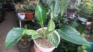Cara Merawat Tanaman Hias Jenis Philodendron Mirip Monstera Segini Harga Tanaman Birkin Tribun Kalteng
